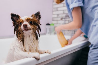 Pet Grooming and Pet Sitting Insurance in Coshocton, OH by Jacobs Vanaman Insurance