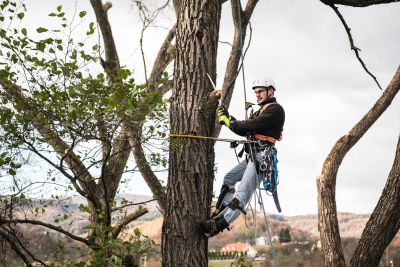 Tree Trimming Insurance in Coshocton, OH by Jacobs Vanaman Insurance